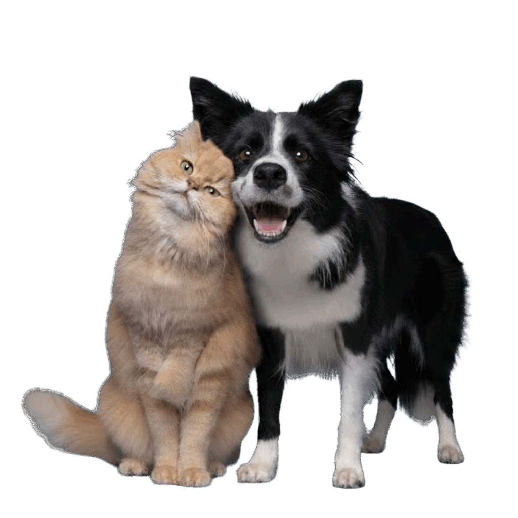 design sem nome (35)